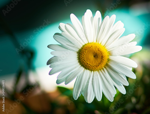 daisy flower growing on a blue background