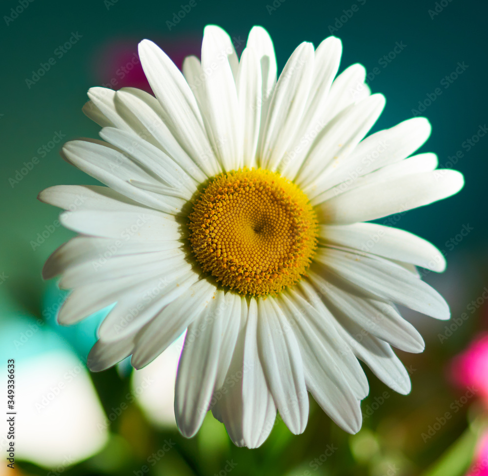 daisy flower growing on a blue background