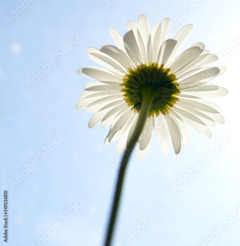 daisy flower growing on a blue background