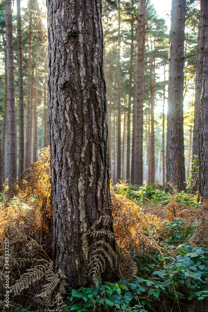 Naklejka premium forest in autumn
