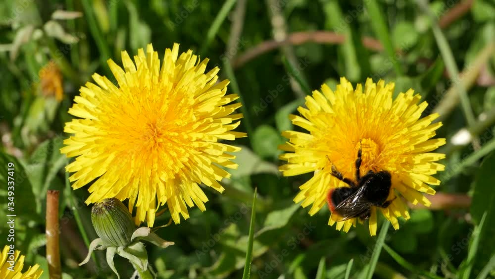 Bumblebee on a yellow dandelion eats nectar Bumblebee on a yellow dandelion eats nectar