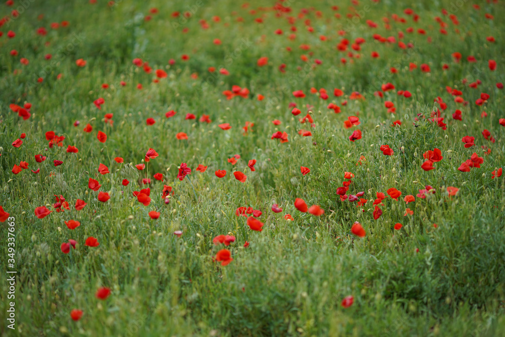Beautiful big red poppy field in the morning sunlight. photographed from above. Soft focus blurred background. Europe Hungary