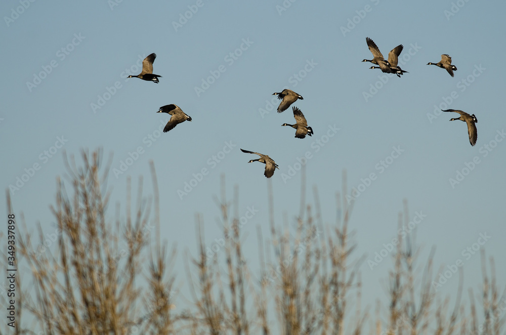 Flock of Canada Geese Flying Over the Wetlands Flock of Canada Geese Flying Over the Wetlands