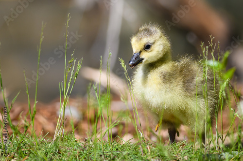 Newborn Gosling Exploring the Fascinating New World © rck
