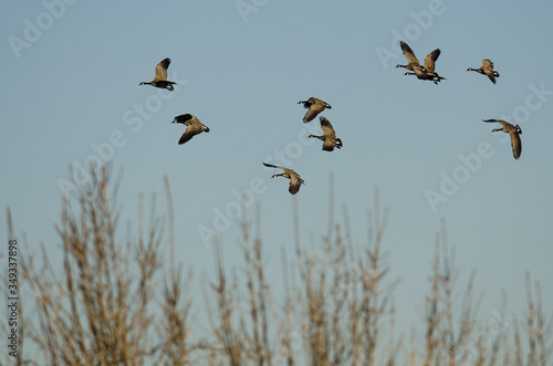 Flock of Canada Geese Flying Over the Wetlands
