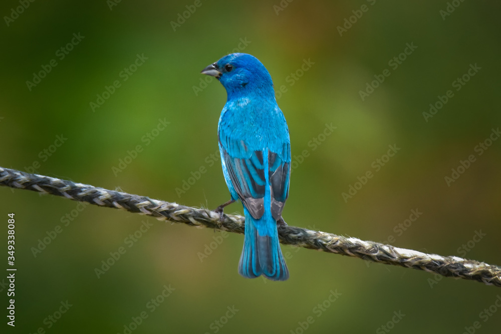 Blue Bird, Indigo Bunting Perched on Rope with Blurred, Colorful Background, Close Up