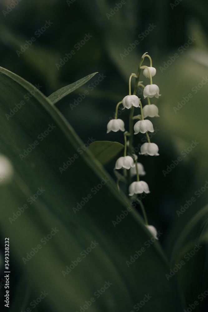 
lily of the valley flowers after rain on a green background