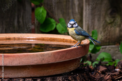 Photography Eurasian blue tit, Cyanistes caeruleus, perched by the side of a bird bath