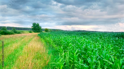 Beautiful green corn field at sunset with blue sky and clouds.