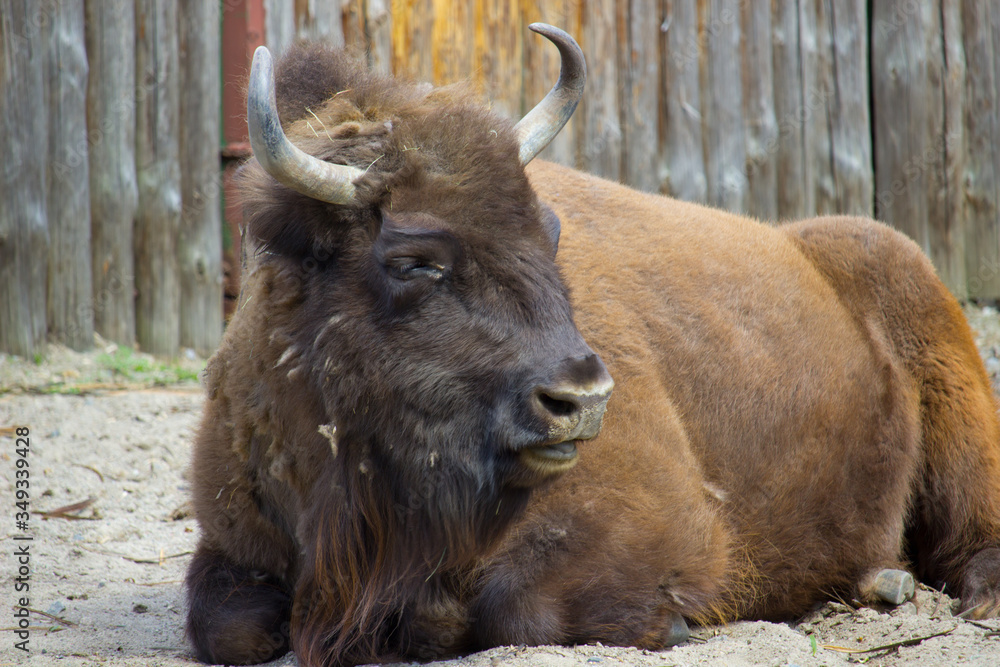 Bison on a warm summer day. Wild animal Bison on a warm summer day. Wild animal
