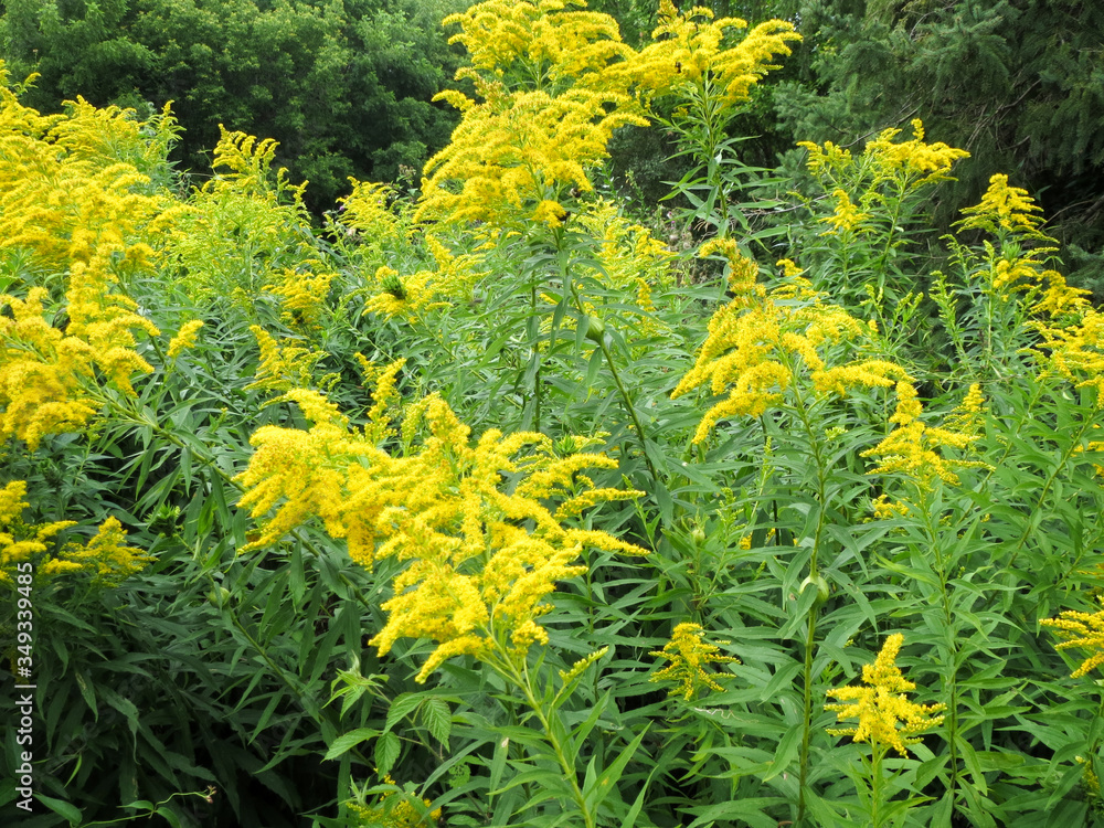 Fototapeta premium Macro photography of Golden Rods flowers in bloom