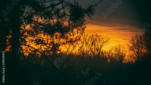 evening landscape- silhouettes of trees against the sunset sky