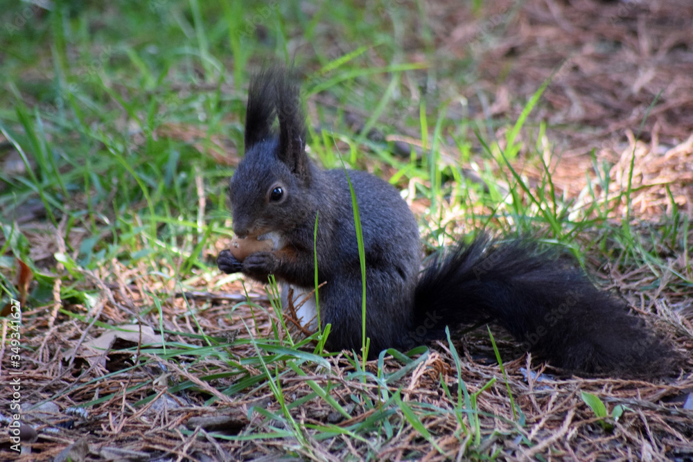 Eichhörnchen Eichhörnchen