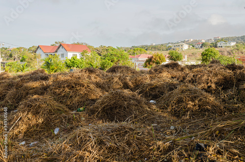 Dried Guinea Grass For Covering Garden  photo