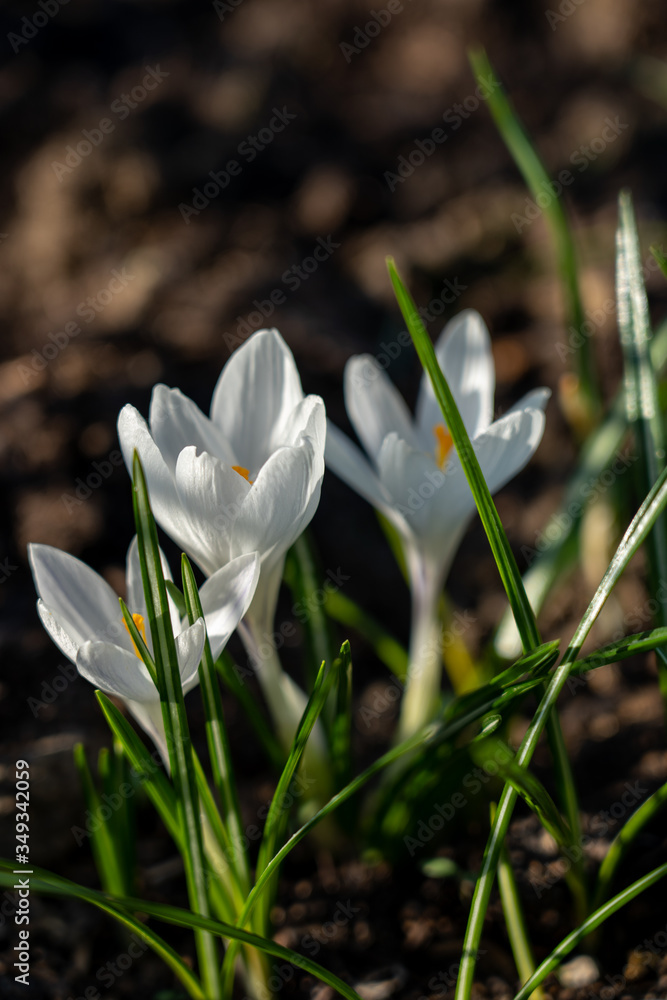 Bright white snowdrop flowers are growing from the ground in the garden in spring Bright white snowdrop flowers are growing from the ground in the garden in spring