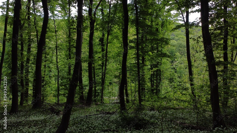 Fototapeta premium Ramsons in the Vienna Woods