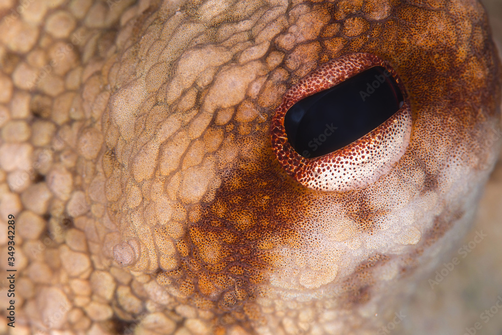 Octopus (Octopus vulgaris Cuvier, 1797) or octopus is a cephalopod of