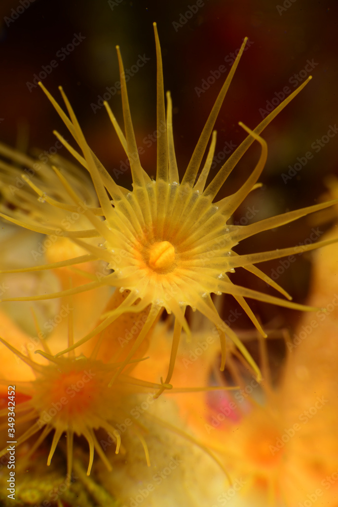 Yellow Parazoanthus (Parazoanthus axinellae) Gallipoli, Canakkale / Turkey. Yellow Parazoanthus (Parazoanthus axinellae) Gallipoli, Canakkale / Turkey.