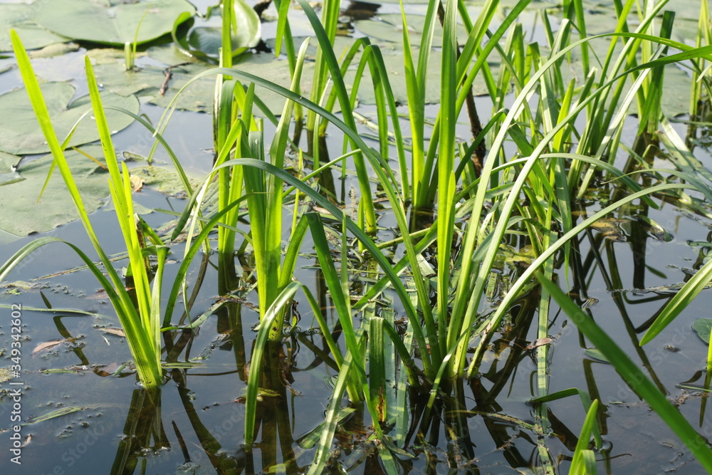 Obraz premium green grass in the water