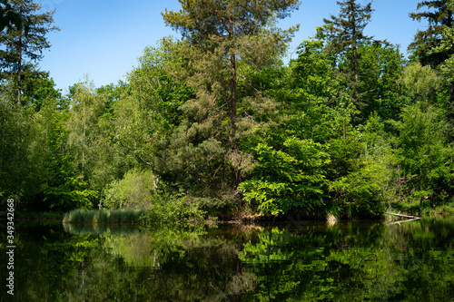 Birkensee a lake in the forest 