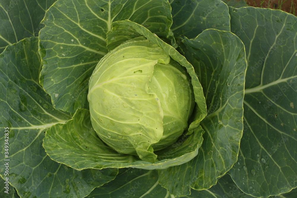 head of cabbage head of cabbage