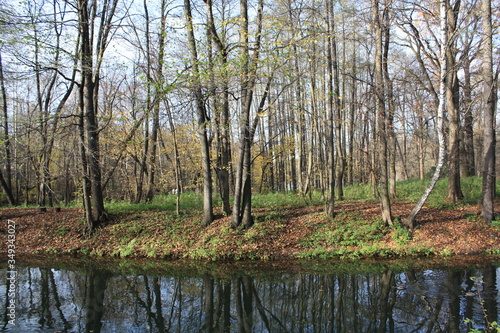 trees in the water