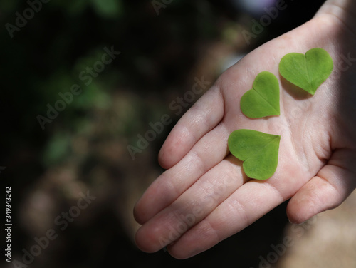 hand holding green leaves