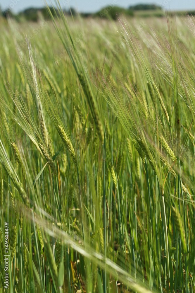 field of wheat field of wheat
