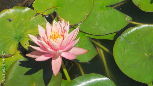 water flowers in eastern parks of the beach spain