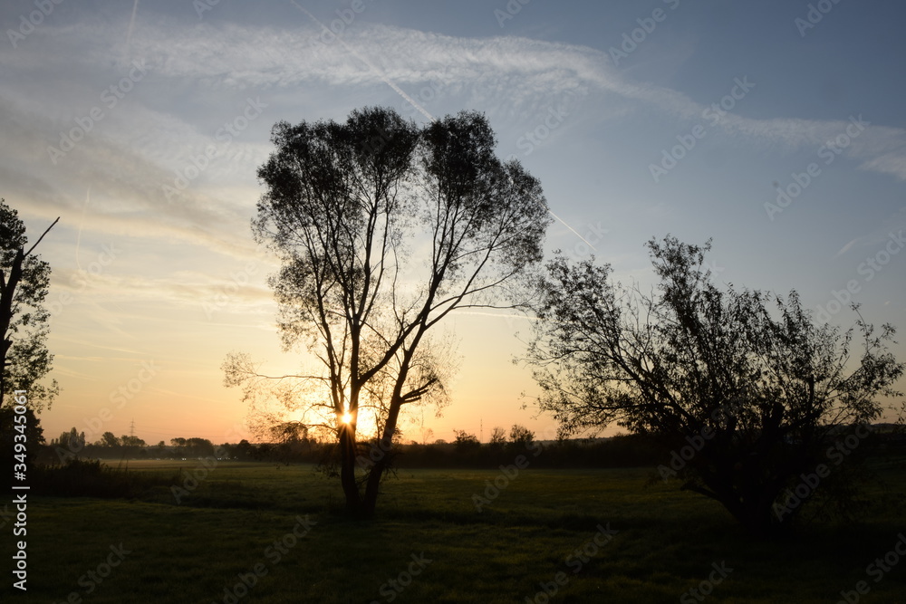 Baum bei Sonnenuntergang Baum bei Sonnenuntergang