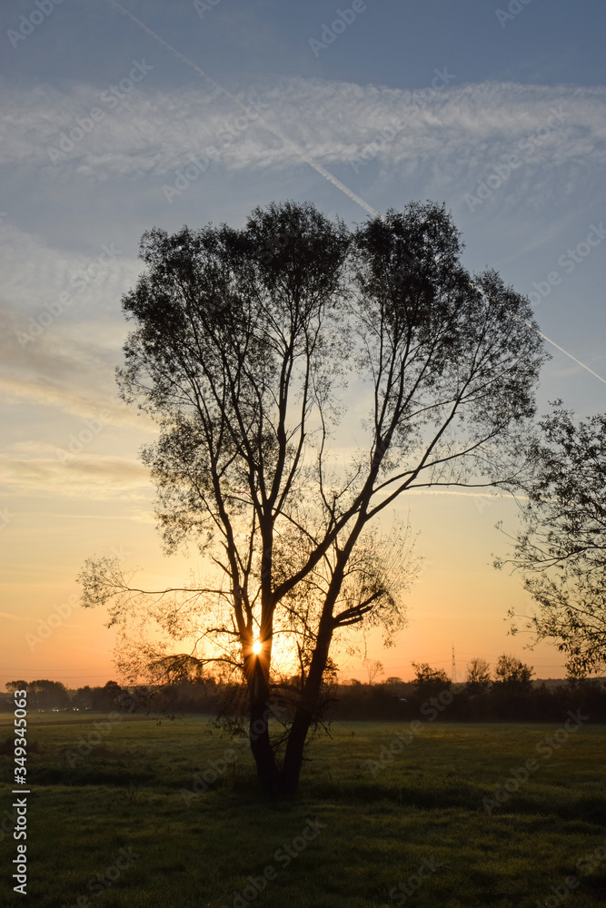 Baum bei Sonnenuntergang