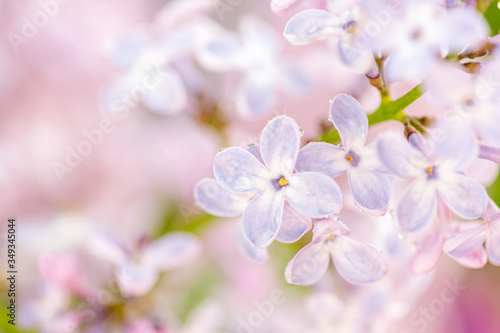 Lilac. Blurred floral romantic background with lilac delicate purple flowers. Branches of flowering or blossoming lilac. Syringa vulgaris. Mother's Day holiday. Copy space, macro, close up, selective  © IULIIA AZAROVA