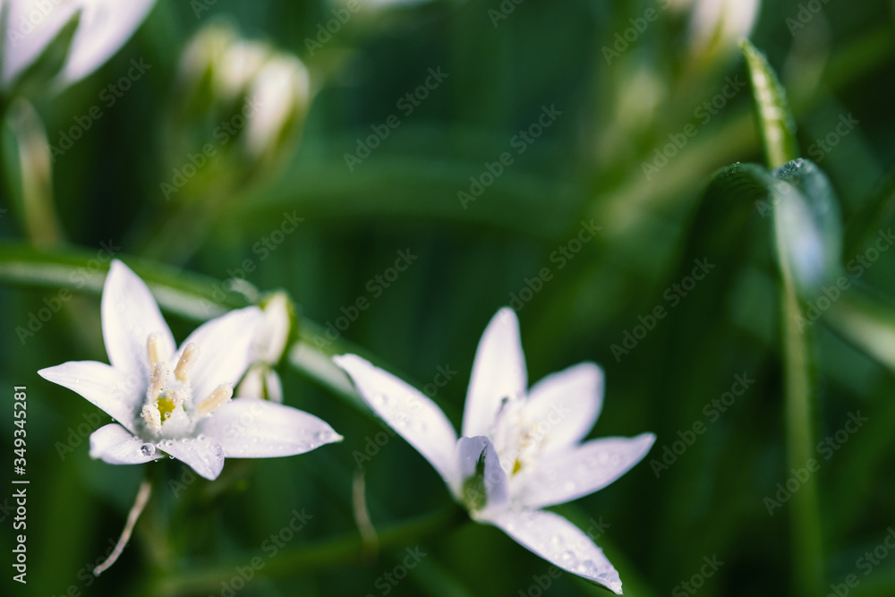 Naklejka premium Spring wildflower star-of-bethlehem (Ornithogalum umbellatum - Latin name). White grass lilies in the field, flowering plant. Garden flower