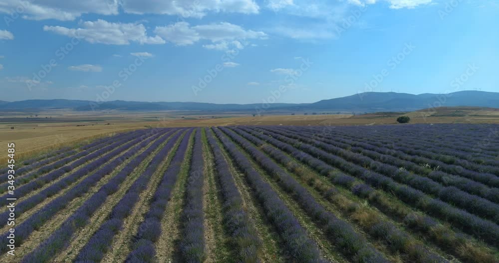 Aerial Drone View Of Lavender Flowers Field Aerial Drone View Of Lavender Flowers Field