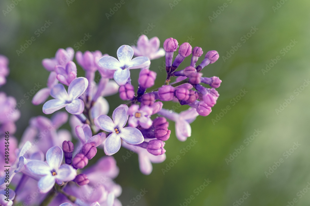 Lilac. Blurred floral romantic background with lilac delicate purple flowers. Branches of flowering or blossoming lilac. Syringa vulgaris. Mother's Day holiday. Copy space, macro, close up, selective Lilac. Blurred floral romantic background with lilac delicate purple flowers. Branches of flowering or blossoming lilac. Syringa vulgaris. Mother's Day holiday. Copy space, macro, close up, selective