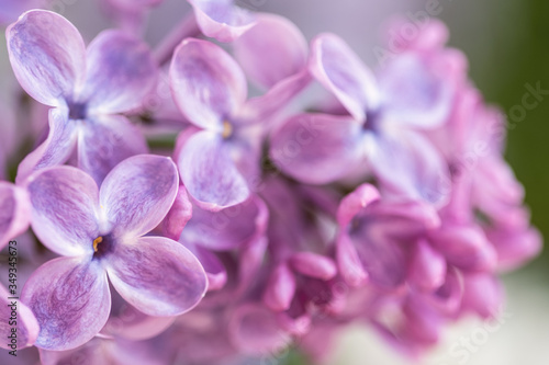 Lilac. Blurred floral romantic background with lilac delicate purple flowers. Branches of flowering or blossoming lilac. Syringa vulgaris. Mother's Day holiday. Copy space, macro, close up, selective 