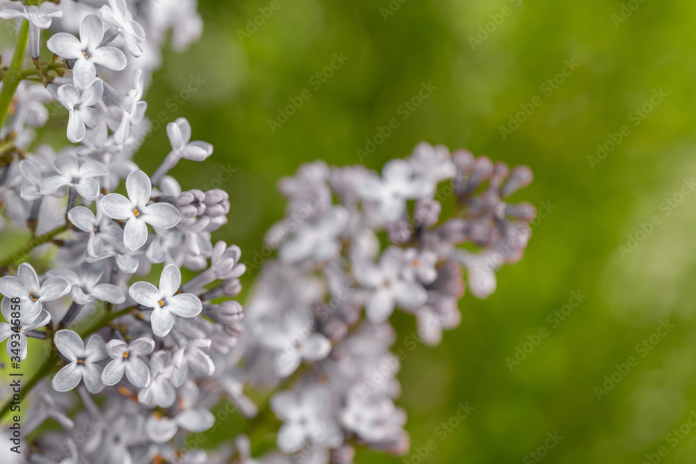 Lilac. Blurred floral romantic background with lilac delicate purple flowers. Branches of flowering or blossoming lilac. Syringa vulgaris. Mother's Day holiday. Copy space, macro, close up, selective Lilac. Blurred floral romantic background with lilac delicate purple flowers. Branches of flowering or blossoming lilac. Syringa vulgaris. Mother's Day holiday. Copy space, macro, close up, selective
