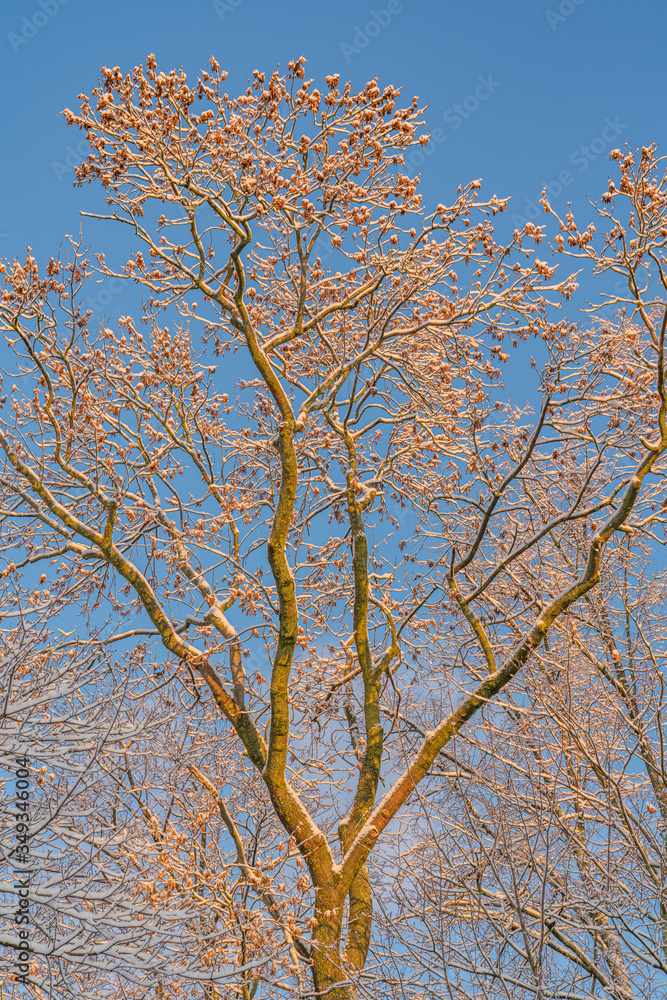 Fantastic sunny autumn morning with frost and snow on last leafs Fantastic sunny autumn morning with frost and snow on last leafs