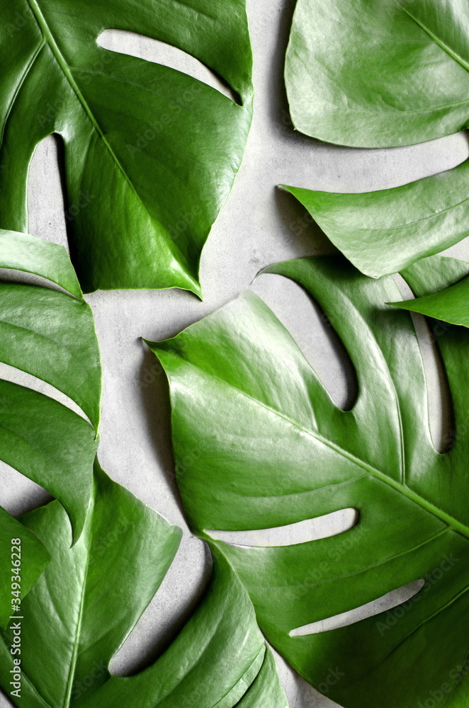 Fototapeta premium Monstera leaf on grey concrete background. View from above. Monstera background.
