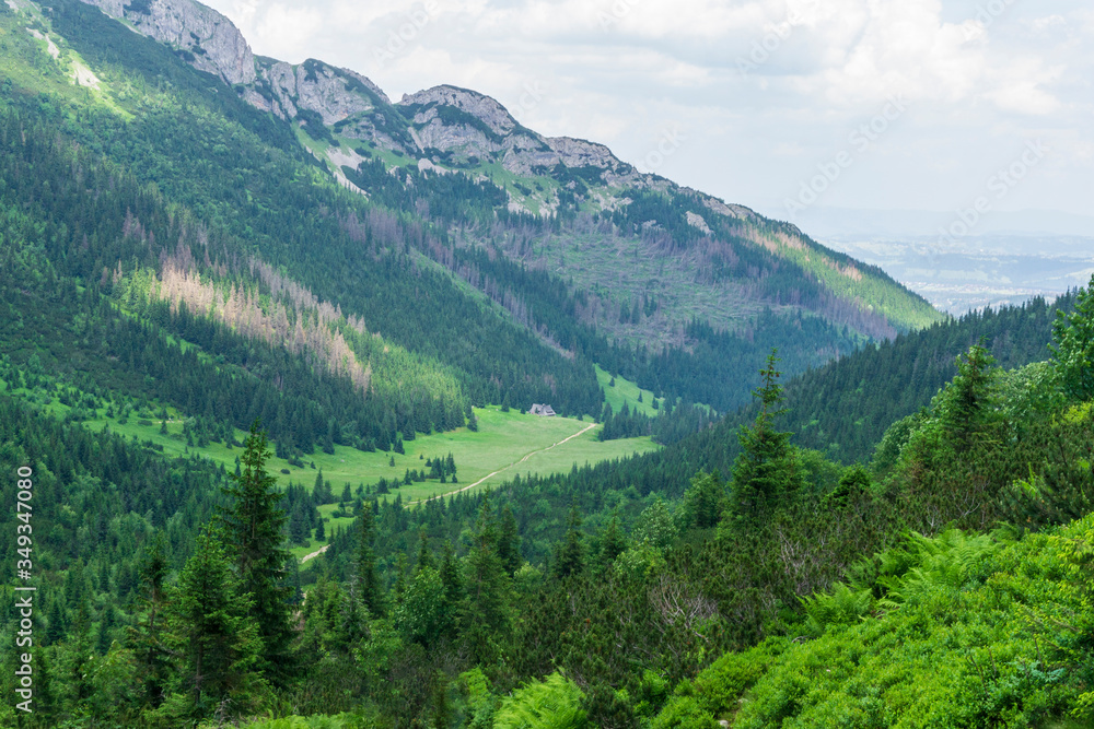 Mountain trails in June. Kondratowa Valley. Tatry.