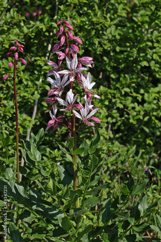 Diptam (Dictamnus albus) Diptam (Dictamnus albus)