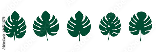 Monstera deliciosa leaf set vector illustration isolated on white. Collection tropical leaves.