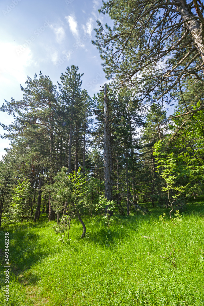 Fototapeta premium Rhodope Mountains near village of Dobrostan, Bulgaria