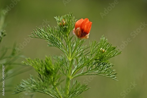 Konstfotografi Sommer -Adonisröschen (Adonis aestivalis)