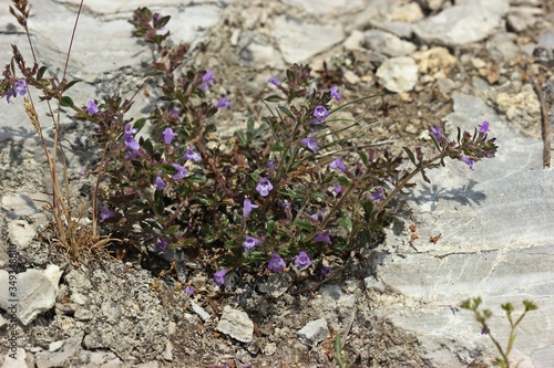 Feld-Steinquendel (Acinos arvensis) photo