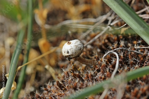 Winter- oder Zitzen-Stielbovist (Tulostoma brumale) photo