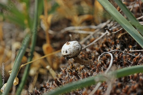 Winter- oder Zitzen-Stielbovist (Tulostoma brumale) photo