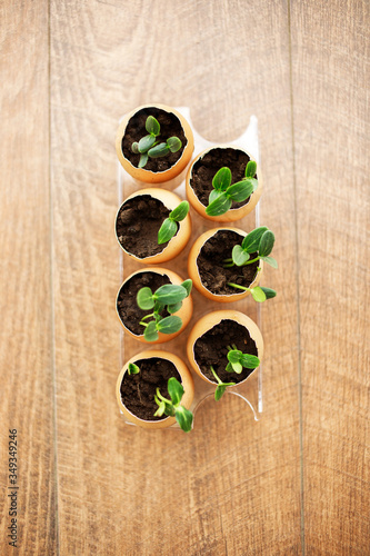 Fototapeta Naklejka Na Ścianę i Meble -  A photo of blossoming cucumber seedling, small sprouts in the egg shell with soil. Seed germination. Selective soft focus. Top view