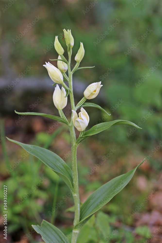 Weißes Waldvöglein (Cephalanthera damasonium) mit Spinne und Insekt