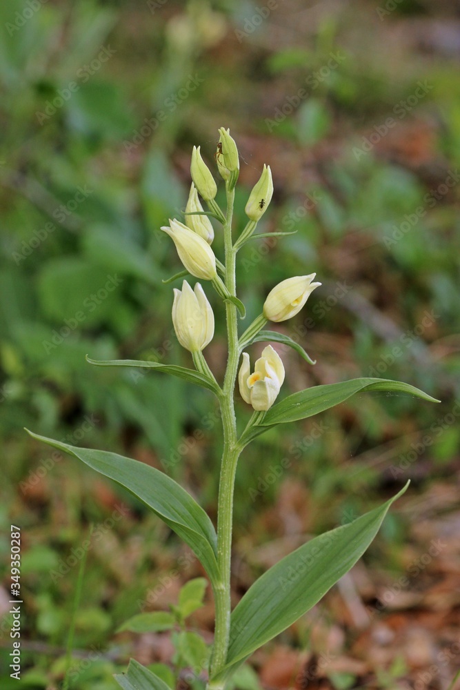Obraz premium Weißes Waldvöglein (Cephalanthera damasonium) mit Spinne und Insekt